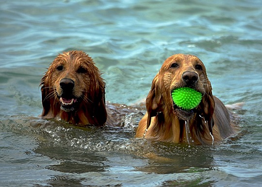 Hunde im Wasser